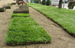 hortikultura